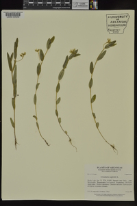 Crotalaria sagittalis image