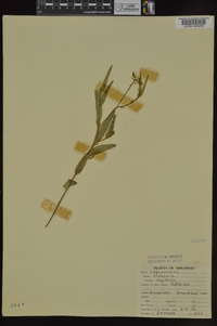 Crotalaria sagittalis image