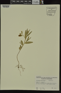 Crotalaria sagittalis image