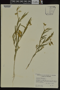 Crotalaria sagittalis image