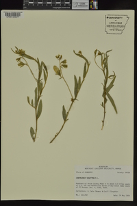 Crotalaria sagittalis image