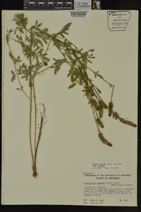 Dalea candida var. candida image
