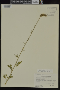 Dalea candida var. candida image