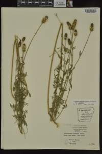 Dalea candida var. candida image