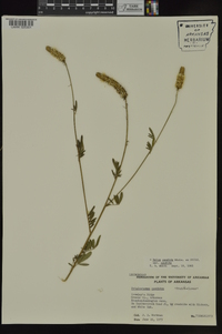 Dalea candida var. candida image