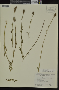 Dalea candida var. candida image