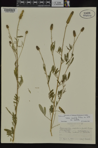 Dalea candida var. candida image