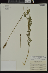 Dalea candida var. candida image