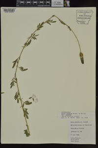 Dalea candida var. candida image