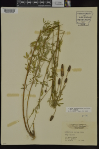 Dalea candida var. candida image