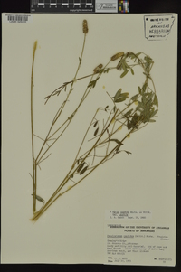 Dalea candida var. candida image