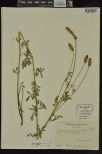 Dalea candida var. candida image