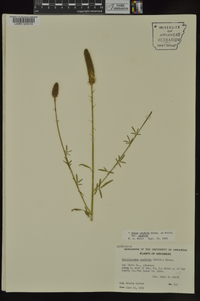 Dalea candida var. candida image