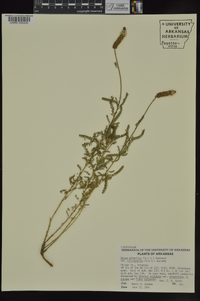 Dalea phleoides var. microphylla image