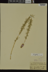 Dalea purpurea image