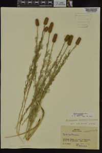 Dalea purpurea var. purpurea image