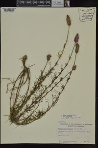 Dalea purpurea image