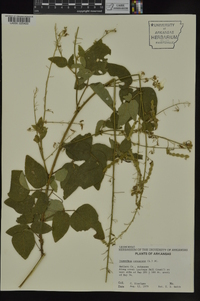 Desmodium canescens image