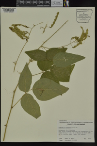 Desmodium canescens image