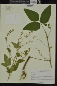 Desmodium canescens image