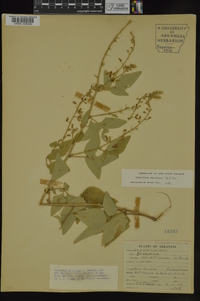 Desmodium canescens image