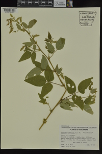 Desmodium canescens image