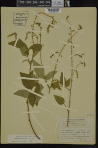 Desmodium canescens image