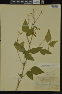 Desmodium canescens image