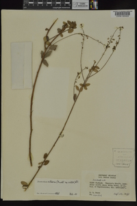 Desmodium ciliare image