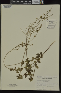 Desmodium ciliare image