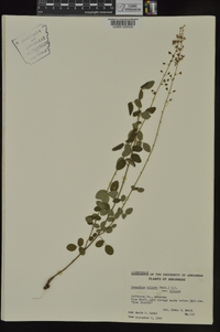 Desmodium ciliare var. ciliare image