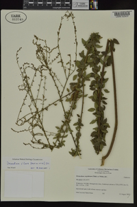 Desmodium cuspidatum image