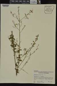 Desmodium ciliare image