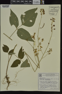 Desmodium cuspidatum image