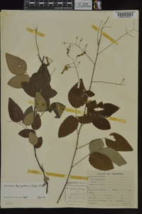 Desmodium laevigatum image