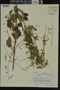 Desmodium laevigatum image