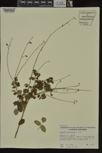 Desmodium marilandicum image