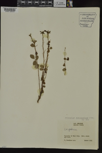 Desmodium marilandicum image