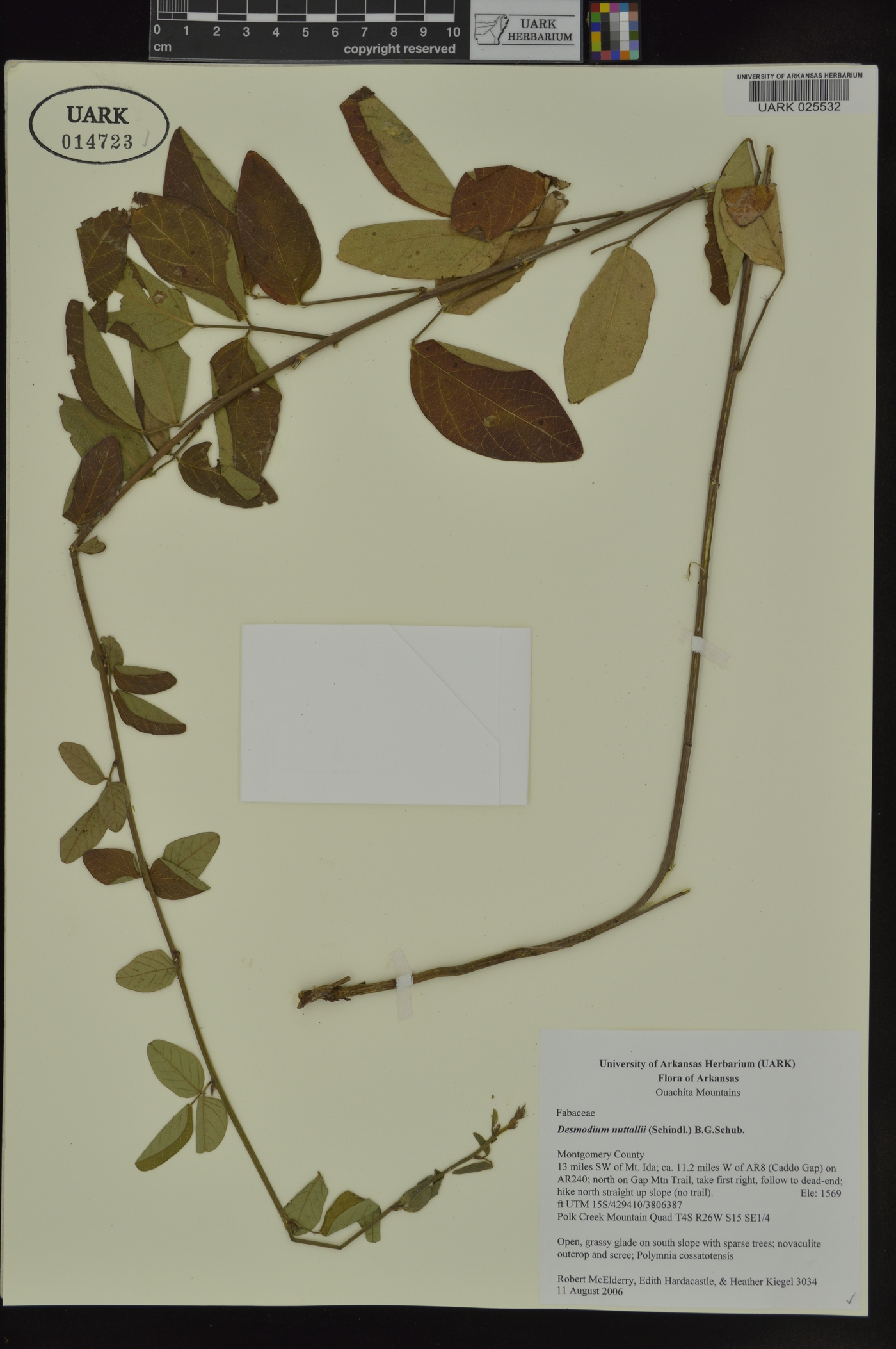 Desmodium nuttallii image