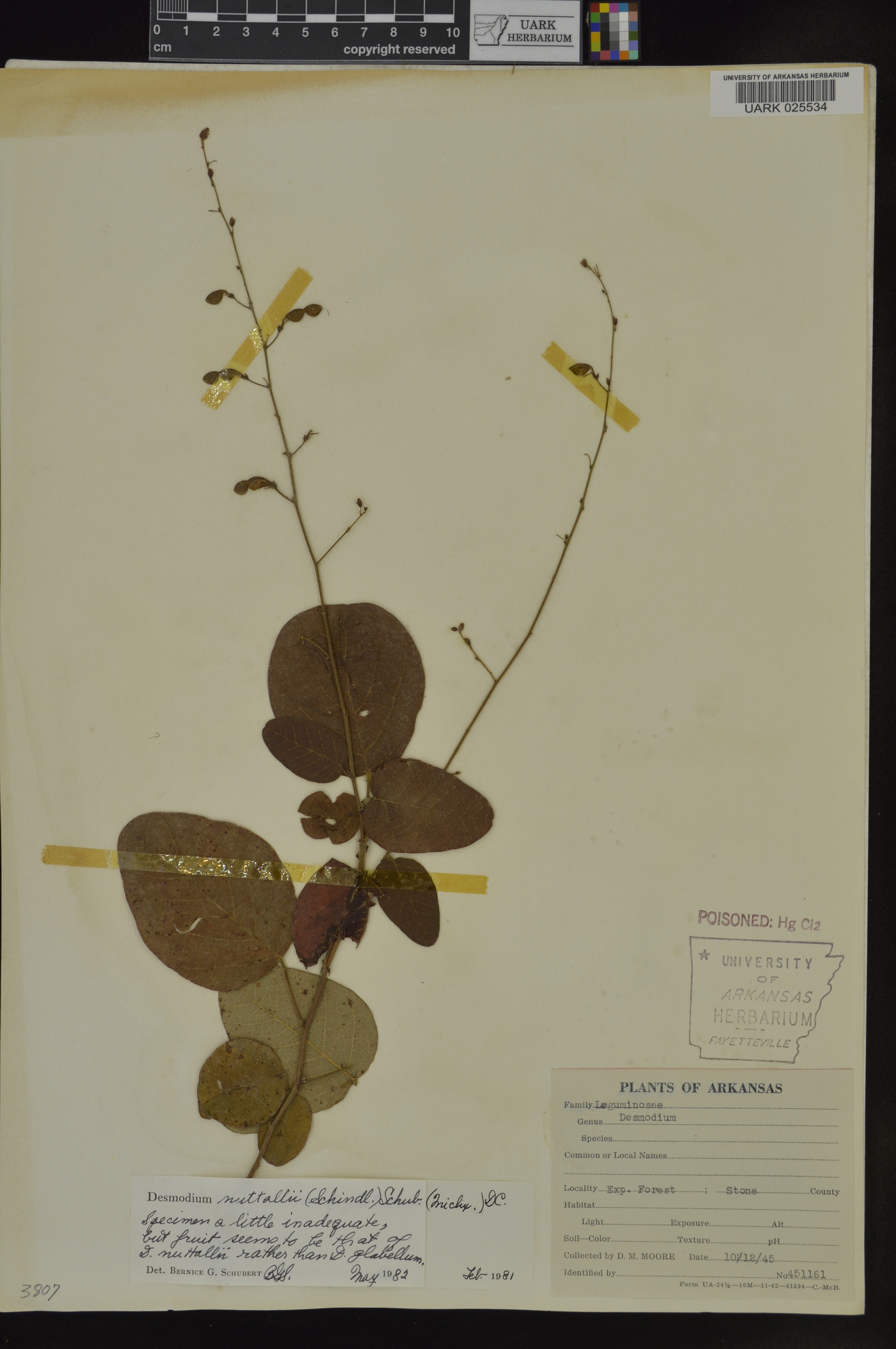 Desmodium nuttallii image