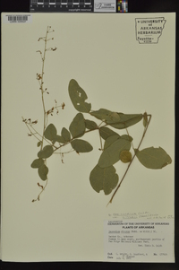 Desmodium perplexum image