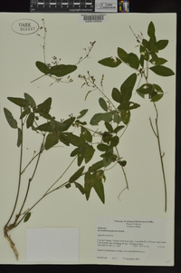 Desmodium perplexum image