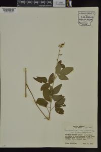 Desmodium perplexum image