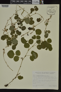 Desmodium rotundifolium image