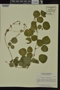 Desmodium rotundifolium image