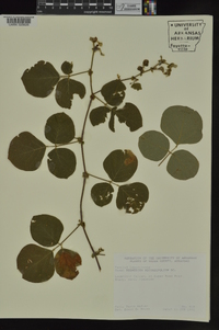 Desmodium rotundifolium image