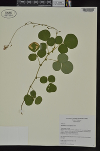 Desmodium rotundifolium image