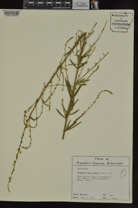 Desmodium sessilifolium image