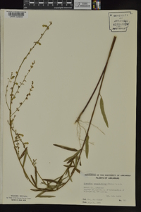 Desmodium sessilifolium image