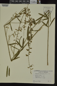 Desmodium sessilifolium image